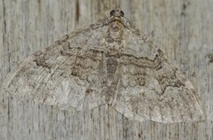 Xanthorhoe quadrifasiata