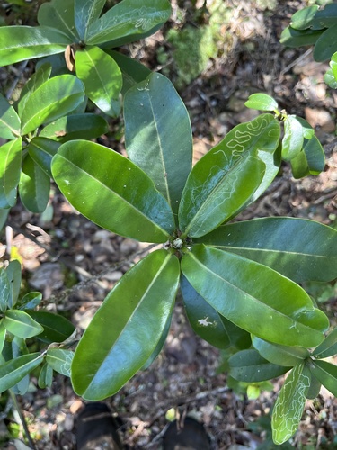 Melicope clusiifolia observed 2025-02-03