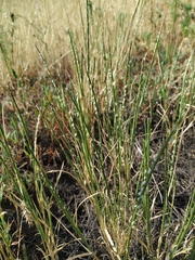 Pholiurus pannonicus