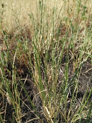 Pholiurus pannonicus