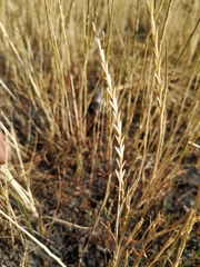 Pholiurus pannonicus