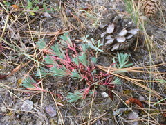 Euphorbia petrophila