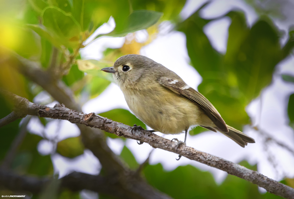 Frazar's Vireo