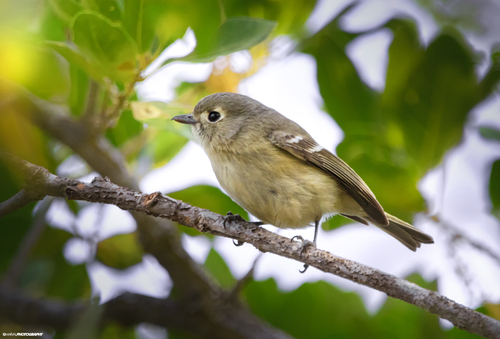 Frazar's Vireo