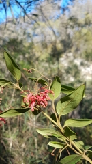 Grevillea rhyolitica, photograph author not stated, no rights reserved