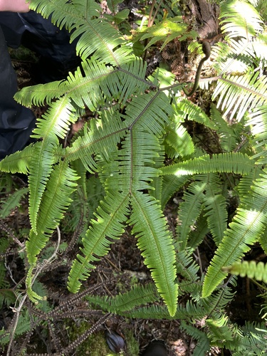 Sticherus owhyhensis observed 2025-02-03