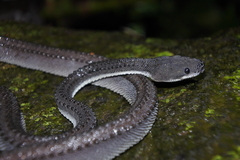 Xenodermus javanicus