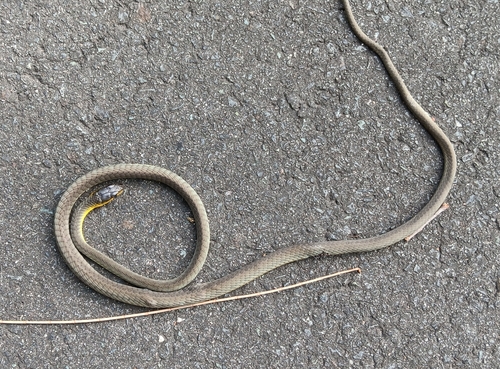 Common Tree Snake sighting