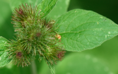 Terellia tussilaginis