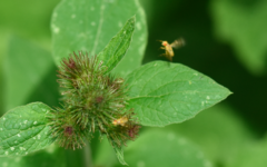 Terellia tussilaginis