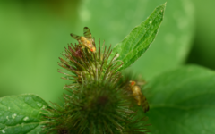 Terellia tussilaginis