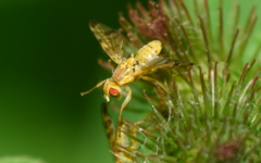 Terellia tussilaginis