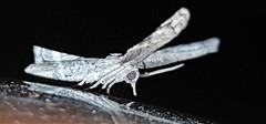 Phazaca interrupta