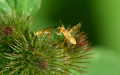 Terellia tussilaginis