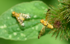 Terellia tussilaginis