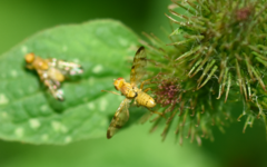 Terellia tussilaginis