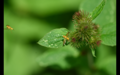 Terellia tussilaginis