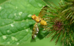 Terellia tussilaginis