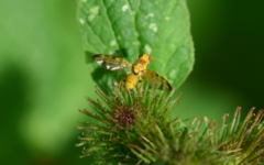Terellia tussilaginis