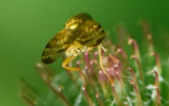 Terellia tussilaginis