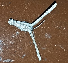 Phazaca interrupta