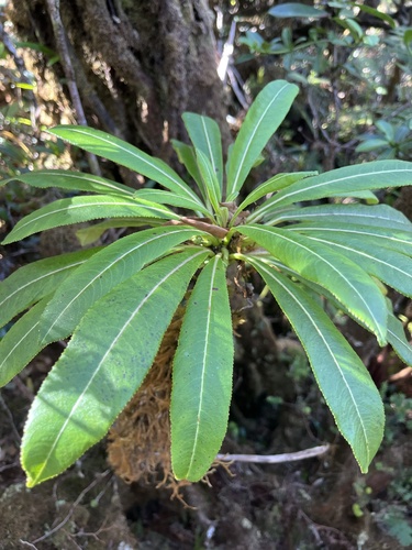 Clermontia tuberculata, 2025-02-03