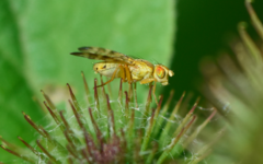 Terellia tussilaginis