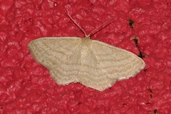 Scopula virgulata