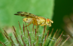 Terellia tussilaginis