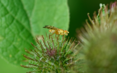 Terellia tussilaginis