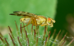 Terellia tussilaginis