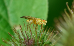 Terellia tussilaginis