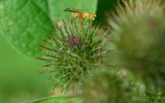 Terellia tussilaginis