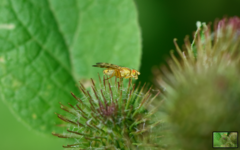 Terellia tussilaginis