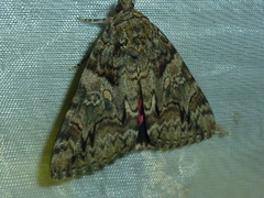 Catocala dilecta