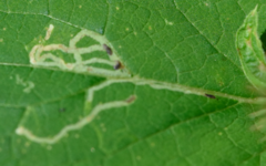 Terellia tussilaginis