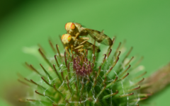 Terellia tussilaginis