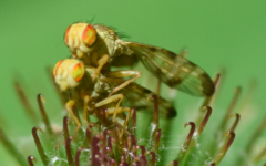 Terellia tussilaginis