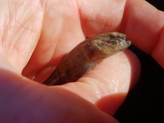 Gobiomorphus huttoni