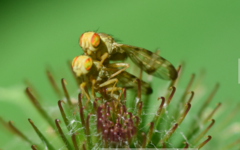 Terellia tussilaginis