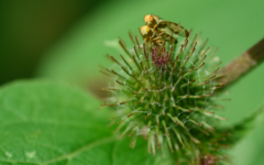 Terellia tussilaginis