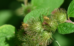 Terellia tussilaginis