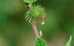 Terellia tussilaginis