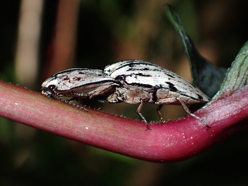 Alaus farinosus, 2025-02-03