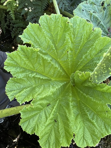 Gunnera petaloidea observed 2025-02-03
