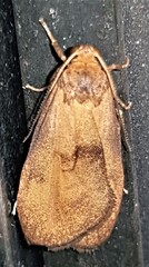 Lambula obliquilinea