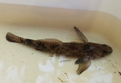 Gobiomorphus huttoni