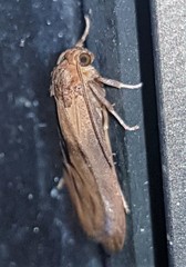 Lambula obliquilinea