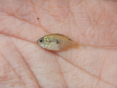 Centrarchus macropterus