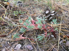 Euphorbia petrophila